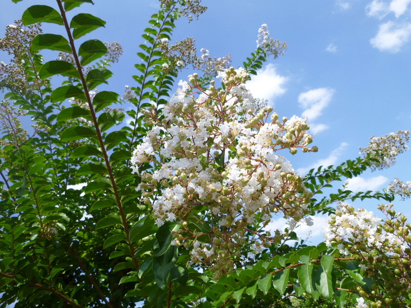 d0170615_20151931.jpg