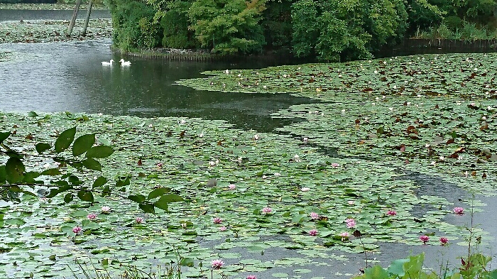 c0140516_20402069.jpg