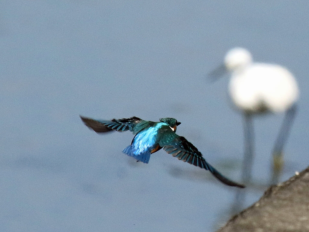 今日の鳥見_f0368325_18160986.jpg