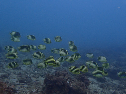 d0164831_16241.jpg
