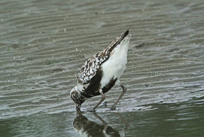 ふなばし三番瀬の旅鳥ダイゼン Black-bellied plover_f0206939_09324810.jpg