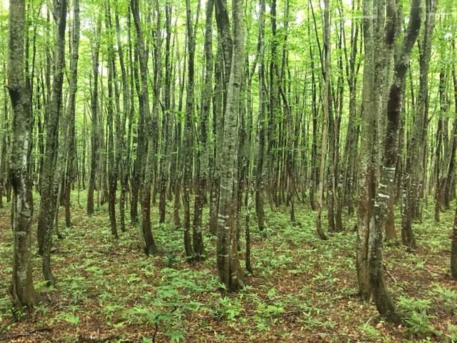 日本の旅の記録　その２　青森県奥入瀬（おいらせ）渓流_b0271640_09465637.jpg