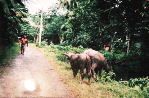 a0123451_17513291.gif