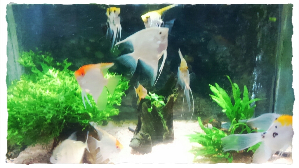 エンゼルフィッシュ_c0357454_22112693.jpg