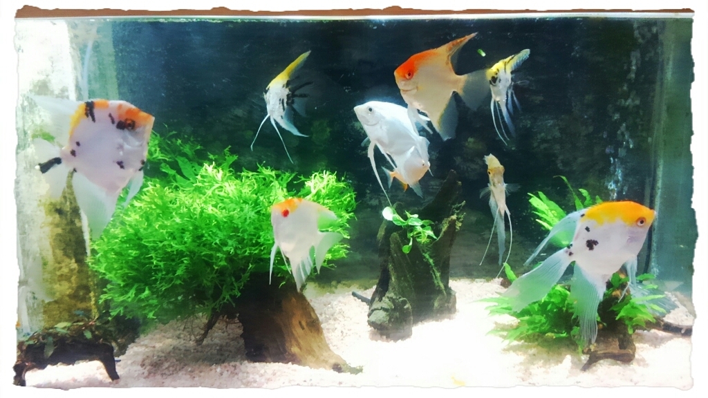 エンゼルフィッシュ_c0357454_22112925.jpg