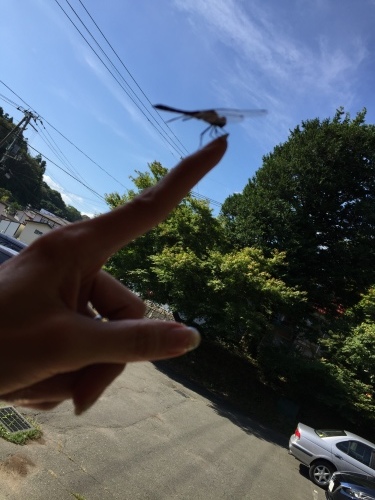 c0204555_15251298.jpeg