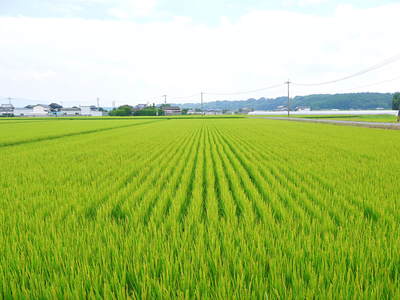 七城米　長尾農園　お米の花が咲きました　平成27年度のお米残りわずかです！　_a0254656_1542950.jpg