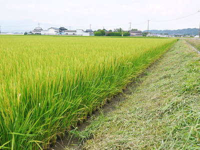 七城米　長尾農園　お米の花が咲きました　平成27年度のお米残りわずかです！　_a0254656_15443893.jpg