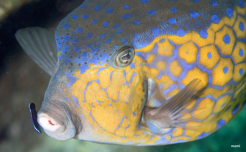 海も陸もネタだらけ☆柏島_e0158261_5371454.jpg