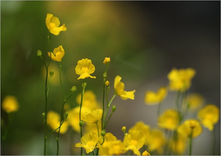 ☆　庭の花と昆虫たち　☆_f0181173_20152833.jpg