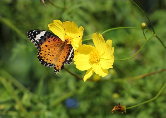 ☆　庭の花と昆虫たち　☆_f0181173_2017412.jpg