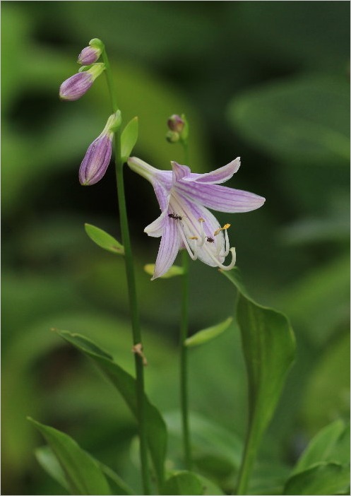 ☆　庭の花と昆虫たち　☆_f0181173_20222263.jpg