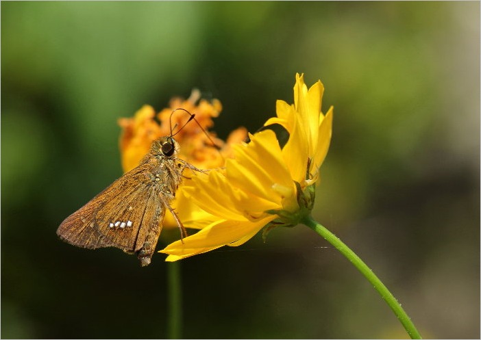 ☆　庭の花と昆虫たち　☆_f0181173_2091715.jpg