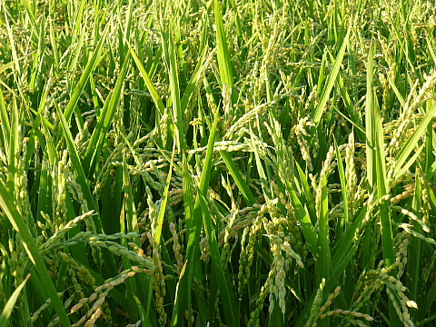 c0209379_11345374.jpg
