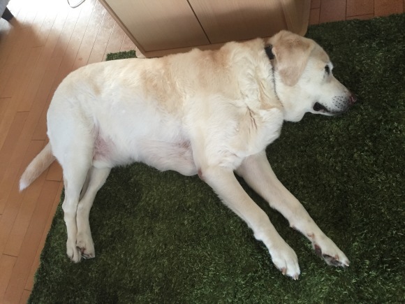 a0122583_11042465.jpeg
