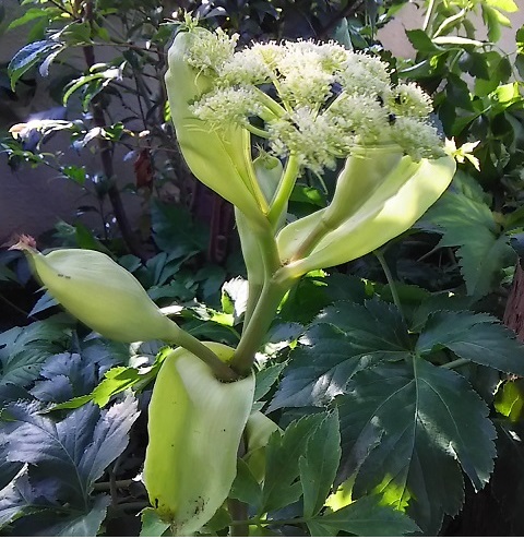 我が家の アシタバ 明日葉 の花が咲きました 健気に育つ植物たち