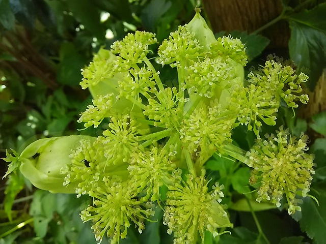 我が家の アシタバ 明日葉 の花が咲きました 健気に育つ植物たち