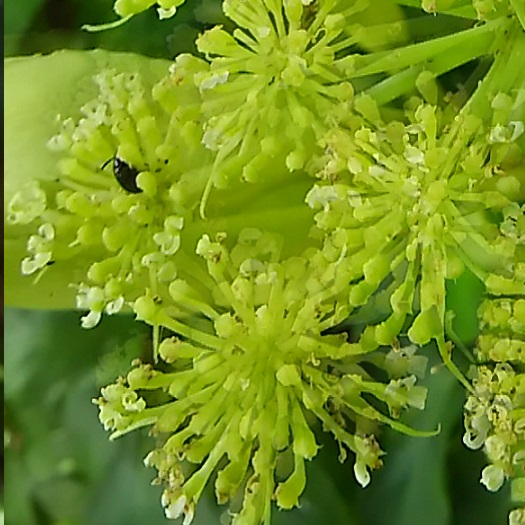 我が家の”アシタバ（明日葉）”の花が咲きました！_d0081485_10145372.jpg