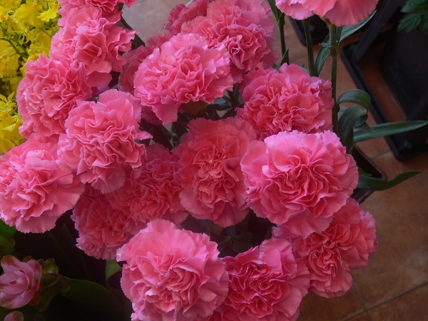 e0140986_1102669.jpg
