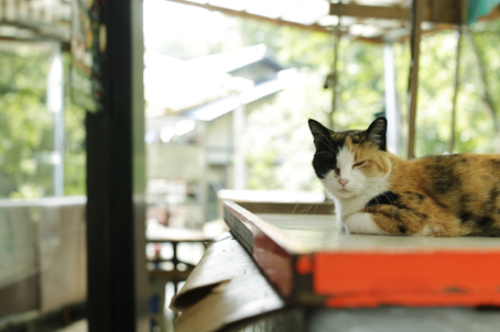 野良猫のお食事処_a0025490_00552712.jpg