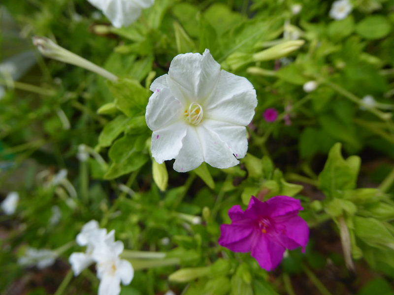 芝生広場・櫨･白粉花･橋脚下花壇･羽毛鶏頭・細葉百日草･短毛丸_d0261298_23590435.jpg