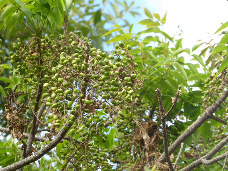 芝生広場・櫨･白粉花･橋脚下花壇･羽毛鶏頭・細葉百日草･短毛丸_d0261298_23590490.jpg