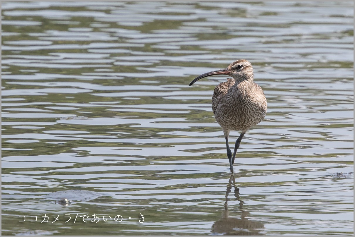 写真日記・セイタカシギとアオアシシギなど・東京港野鳥公園・2016.9.2_c0336400_11020749.jpg