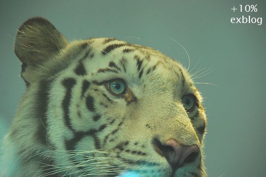 d0064000_21460849.jpg
