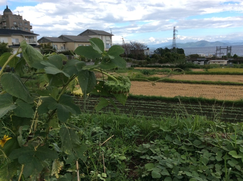 b0220002_17172571.jpeg