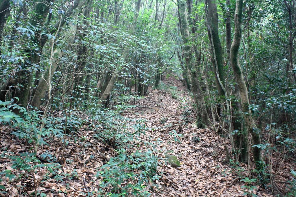 先週に引き続き福岡県低山、竹の尾山へ_f0212511_21060708.jpg