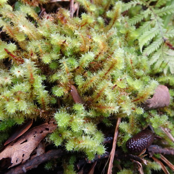 Pseudopanax crassifolius／ニュージーランド_d0187020_13323650.jpg