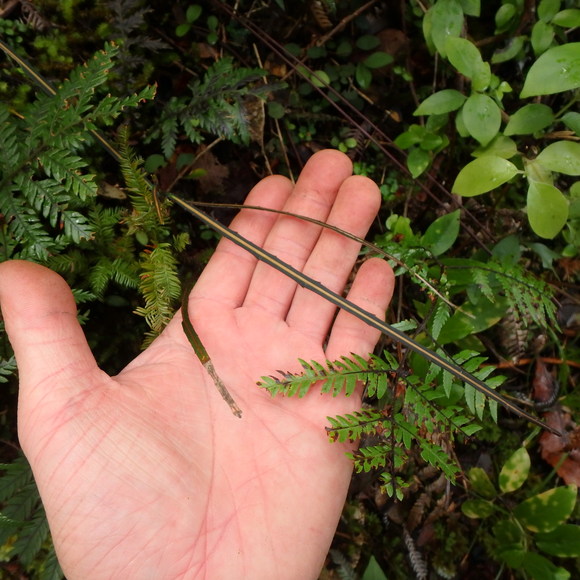 Pseudopanax crassifolius／ニュージーランド_d0187020_9472760.jpg