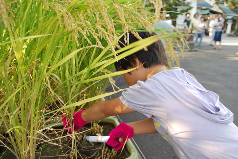 護国さんの田んぼー２８　稲刈り_f0067122_18240787.jpg