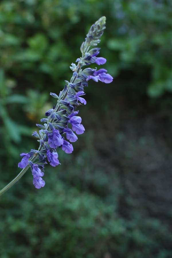 b0368629_945029.jpg