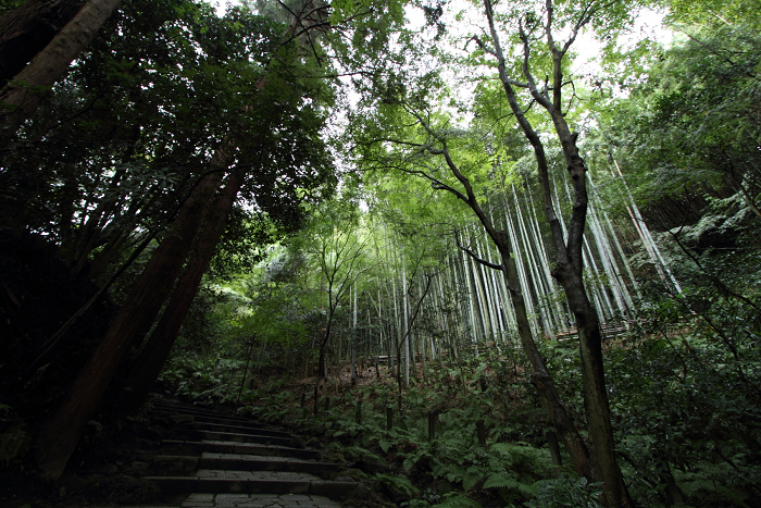 鎌倉散歩　#60 －彼岸花を訪ねて（瑞泉寺・前編）－_b0169330_14235926.jpg