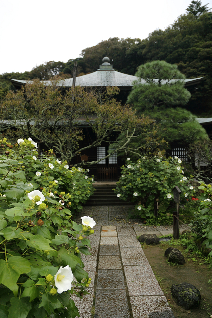 鎌倉散歩　#60 －彼岸花を訪ねて（瑞泉寺・前編）－_b0169330_1520977.jpg