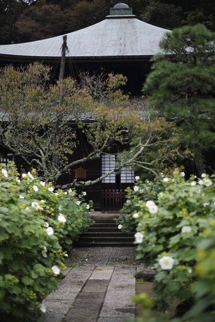 鎌倉散歩　#60 －彼岸花を訪ねて（瑞泉寺・前編）－_b0169330_16124792.jpg