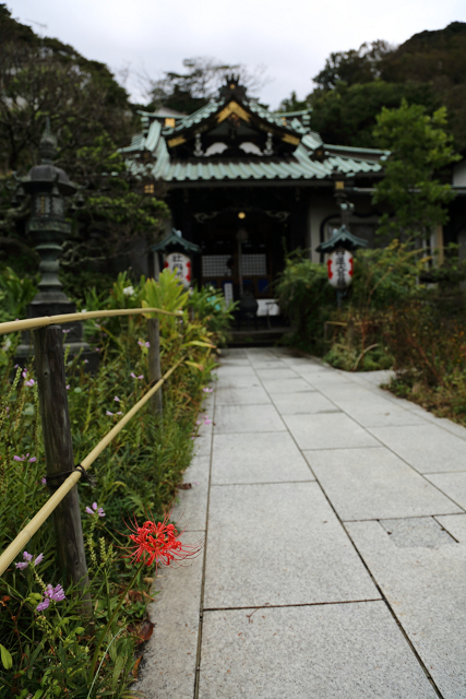 鎌倉散歩　#60 －彼岸花を訪ねて（宝戒寺～妙本寺）－_b0169330_23243494.jpg