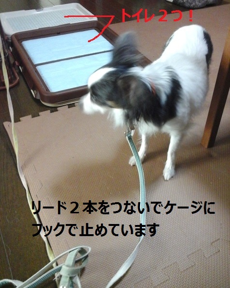 a0012531_17535729.jpg