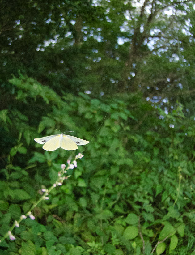 a0126632_18163210.jpg
