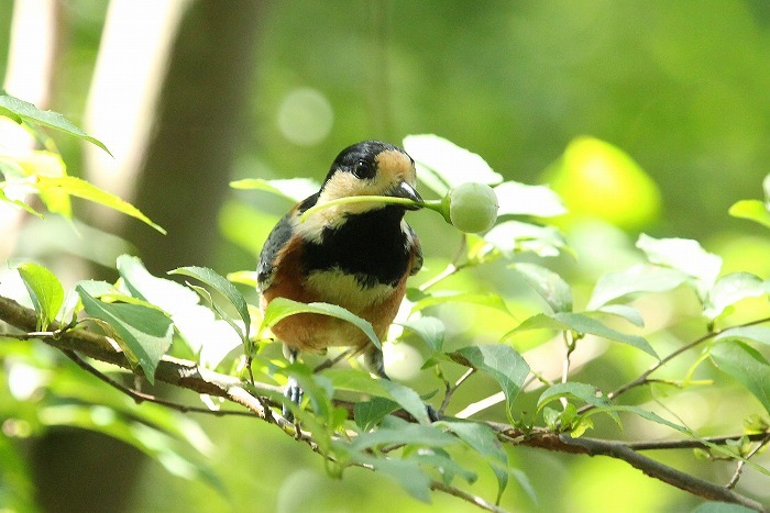 ヤマガラの大好物１_f0327034_07222511.jpg