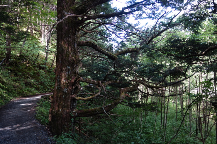 長野県に癒やされよう 2日目 その3～横尾を離れ、明神方向へ_a0287336_1438459.jpg