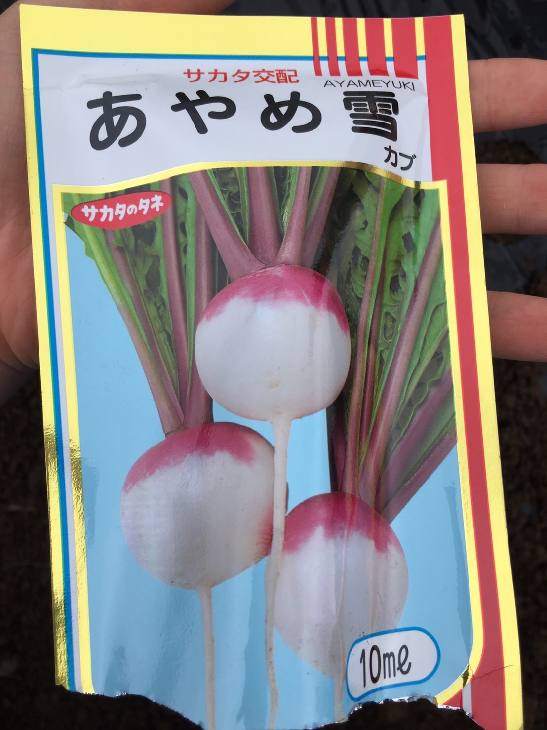 今朝の播種は 蕪 ルッコラ ビーツ ラディッシュ でした_c0222448_18202527.jpg
