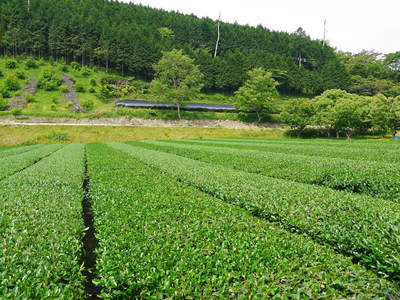 利平栗 無農薬・無化学肥料で育てた栗の王様「利平栗」 平成28年度の先行予約受付スタート!!_a0254656_16364039.jpg