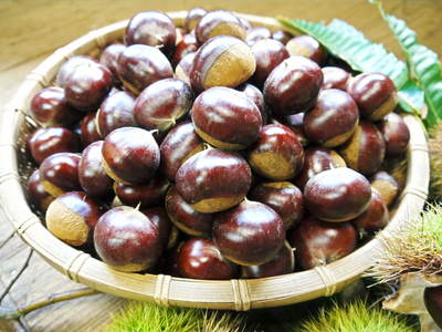 利平栗 無農薬・無化学肥料で育てた栗の王様「利平栗」 平成28年度の先行予約受付スタート!!_a0254656_16513628.jpg