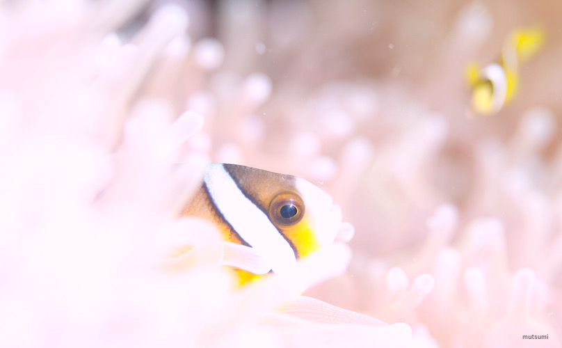ピンクのちブルー☆柏島_e0158261_6355072.jpg