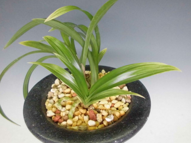 春蘭 チャボ性峰斑 : DREAM GRASSES