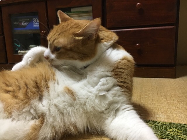 f0363168_17571729.jpeg