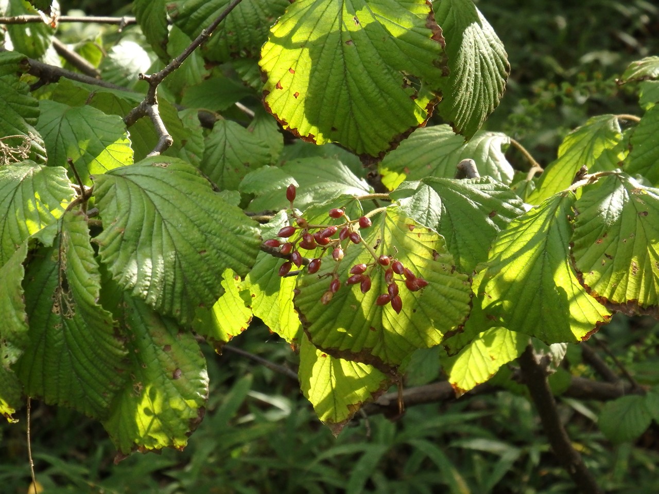 『木曽川水園　初秋散歩・・・』_d0054276_19473049.jpg