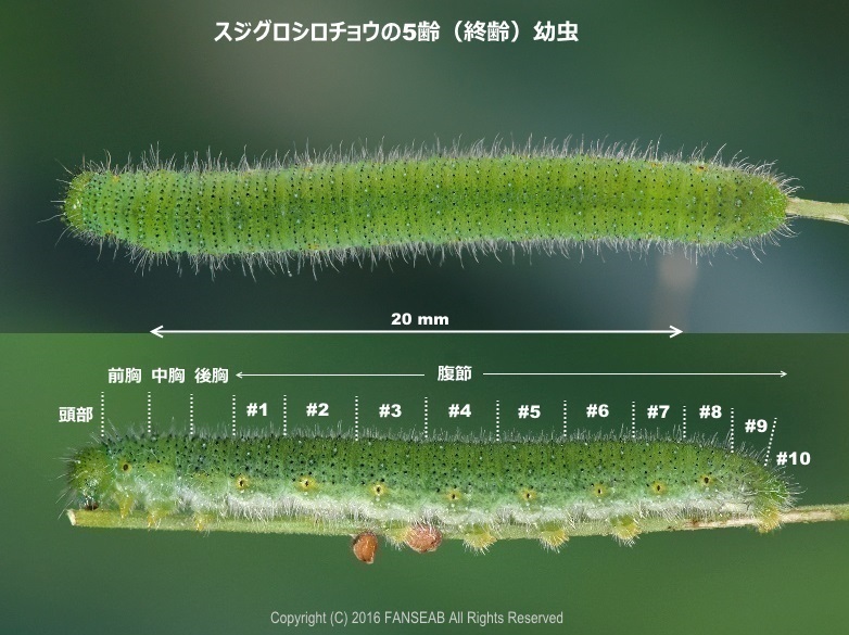 スジグロシロチョウの飼育メモ_f0090680_18332633.jpg